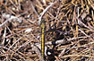 Black-tailed Skimmer - female