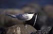 Sandwich Tern with a fish in its bill