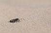 Tiger beetle in the sand