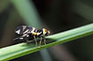 Photo ofThistle Stem Gall Fly (Urophora cardui). Photographer: 