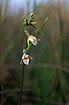 Flowering Marsh Helleborine