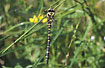 The rare Golden-ringed Dragonfly