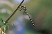 Photo ofGolden-ringed Dragonfly (Cordulegaster boltoni). Photographer: 