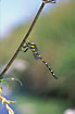 Photo ofGolden-ringed Dragonfly (Cordulegaster boltoni). Photographer: 