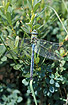 Photo ofEmperor Dragonfly (Anax imperator). Photographer: 