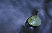 Alder (Alnus glutinosa) leaf in a stream