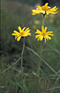 Flowering Arnica montana