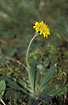 Photo ofMouse-ear-hawkweed (Pilosella officinarum). Photographer: 