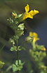 Photo ofMonkeyflower (Mimulus guttatus). Photographer: 