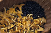 Yellow Chanterelles and Bilberries (Vaccinium myrtillus)