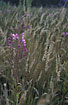 Photo ofRosebay Willowherb (Epilobium angustifolium (Chamaenerion angustifolium)). Photographer: 
