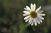 Flower of Oxeye Daisy