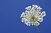 Inflorecense of a Wild Carrot against a blue sky
