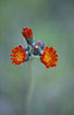 Photo ofFox-and-cubs (Hieracium aurantiacum). Photographer: 