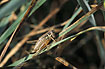 Roesels bush-cricket - female