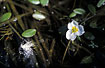 Flowering Floating Water-plantain