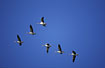 Small flock of Greylag Geese