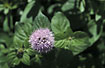 Hybrid between Corn Mint and Water Mint