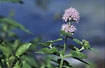 Hybrid between Water Mint and Corn Mint