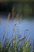 Photo ofReed Canary-grass (Phalaris arundinacea). Photographer: 
