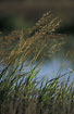 Photo ofReed Canary-grass (Phalaris arundinacea). Photographer: 