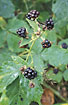 Photo of (Rubus sp.). Photographer: 