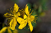 Flowers of a Perforate St Johns-wort
