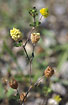 Photo ofHop Trefoil (Trifolium campestre). Photographer: 