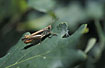 Unidentified grasshopper