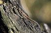 Foto af Skovfirben (Almindeligt Firben) (Zootoca vivipara (Lacerta vivipara)). Fotograf: 
