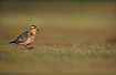 Young Dotterel