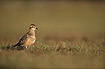 Young Dotterel resting during autumn migration