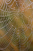Wet spiders web