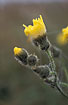 Flowers of a Perennial Sow-thistle with dew
