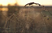Spiders web with dew
