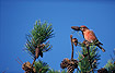 Photo ofParrot Crossbill (Loxia pytyopsittacus). Photographer: 