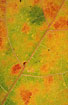 Sycamore leaf photographed in autumn