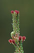 Photo of (Pinus sp.). Photographer: 