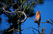 Photo ofParrot Crossbill (Loxia pytyopsittacus). Photographer: 