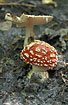 To fly agarics in different stages of development