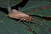 Unidentified adult caddis fly