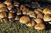 The mushroom sulphur tuft