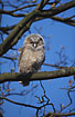 Juvenile tawny owl