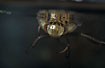 Photo ofSaucer Bug (Ilyocoris cimicoides). Photographer: 