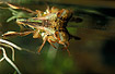 Photo ofSaucer Bug (Ilyocoris cimicoides). Photographer: 