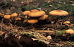 The mushroom Kuehneromyces mutabilis