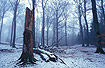 Winter in a danish beech forest