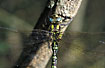 Close-up of a Southern Hawker