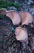 Photo ofOyster Mushroom (Pleurotus ostreatus). Photographer: 