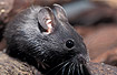 Melanistic form of a Yellow-necked Mouse (captive)